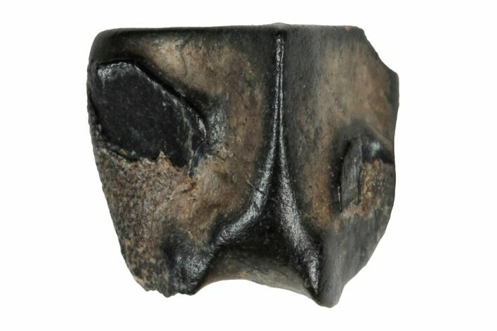 Fossil Hadrosaur (Duck-Billed Dinosaur) Shed Tooth - Montana #260350